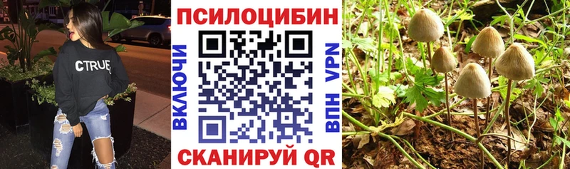 наркошоп  Тверь  Галлюциногенные грибы Psilocybe 